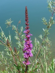 40 Feistritzer Stausee