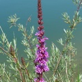 40 Feistritzer Stausee