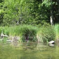 15 Nussensee